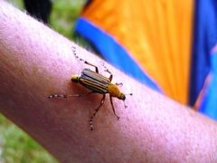 Macrodactylus sulphureus