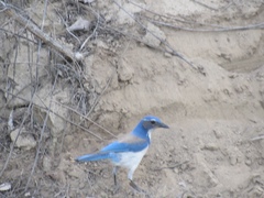 Aphelocoma californica