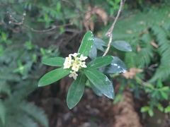 Pimelea drupacea