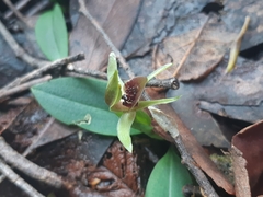 Chiloglottis grammata