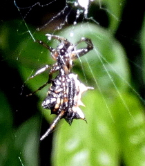 Micrathena picta