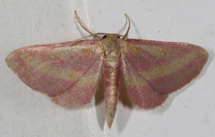 Leptostales laevitaria