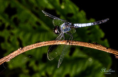 Brachydiplax farinosa