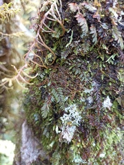 Hymenophyllum caespitosum