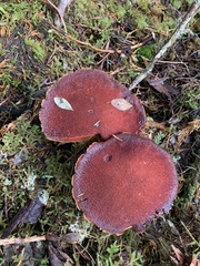 Aureoboletus mirabilis