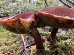 Aureoboletus mirabilis