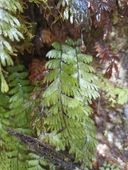 Hymenophyllum pectinatum