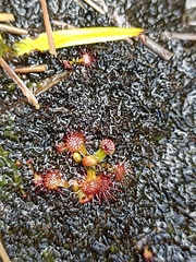 Drosera uniflora