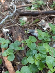 Dysopsis glechomoides