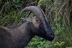 Nilgiritragus hylocrius