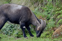 Nilgiritragus hylocrius