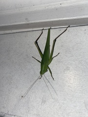 Neoconocephalus triops