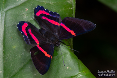 Ancyluris etias