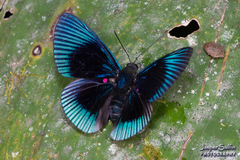 Lyropteryx apollonia