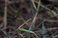 Argia rhoadsi