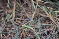 Argia rhoadsi