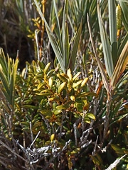 Philesia magellanica