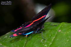 Ancyluris etias