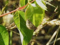 Evergestis pallidata
