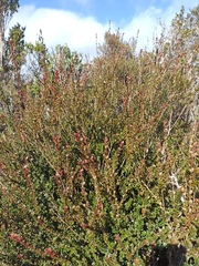 Metrosideros stipularis