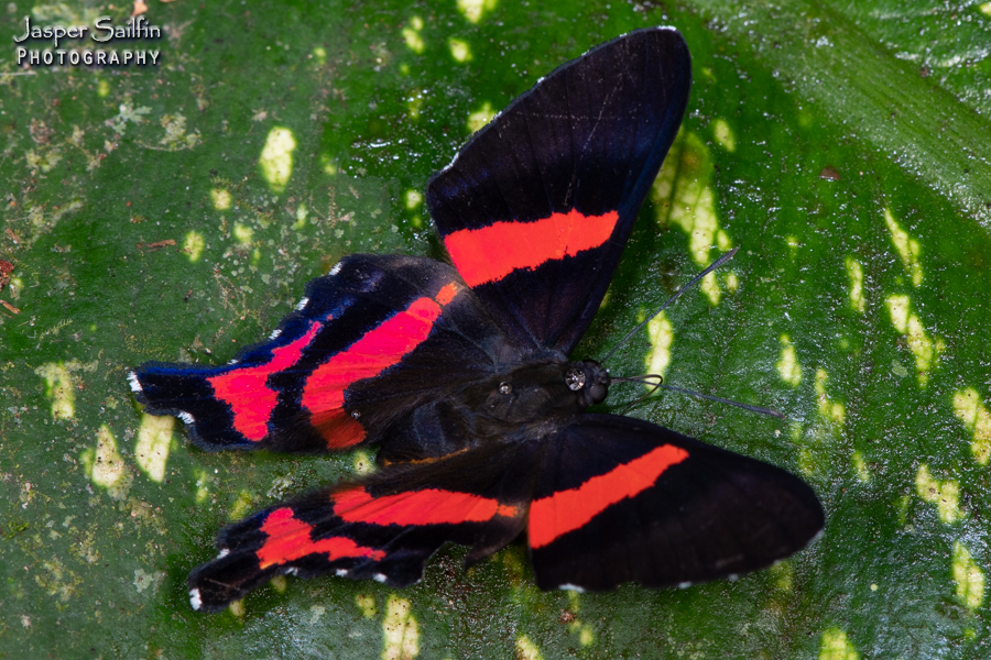 Ancyluris miniola