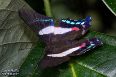 Ancyluris aristodorus