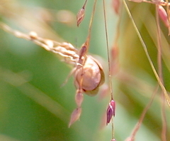 Rhytidolomia