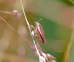 Rhytidolomia