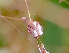 Rhytidolomia