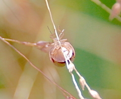 Rhytidolomia