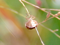 Rhytidolomia