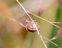 Rhytidolomia