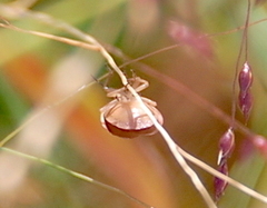 Rhytidolomia