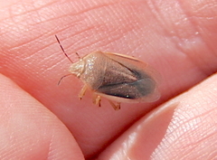Rhytidolomia