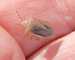 Rhytidolomia