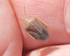 Rhytidolomia