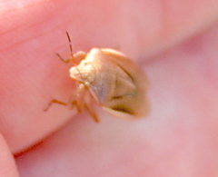 Rhytidolomia