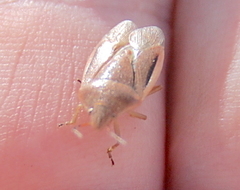 Rhytidolomia