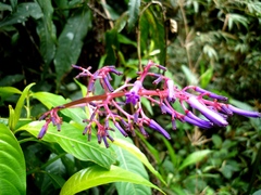 Palicourea angustifolia