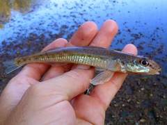 Crystallaria asprella