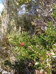Gaultheria poeppigii
