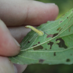 Craneiobia tuba