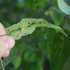 Craneiobia tuba
