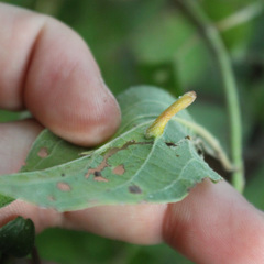 Craneiobia tuba