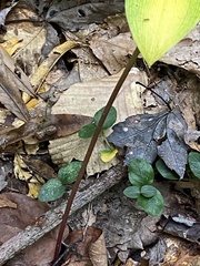 Isotria verticillata