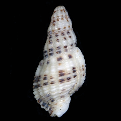 Maculotriton serriale