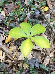 Isotria verticillata