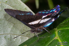 Ancyluris aristodorus