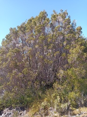 Metrosideros stipularis