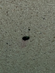 Coleoptera